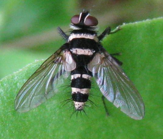 Photo of Australian leafroller tachinid