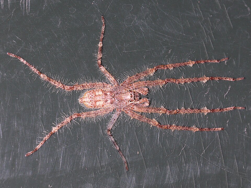Photo of Australian lichen spider