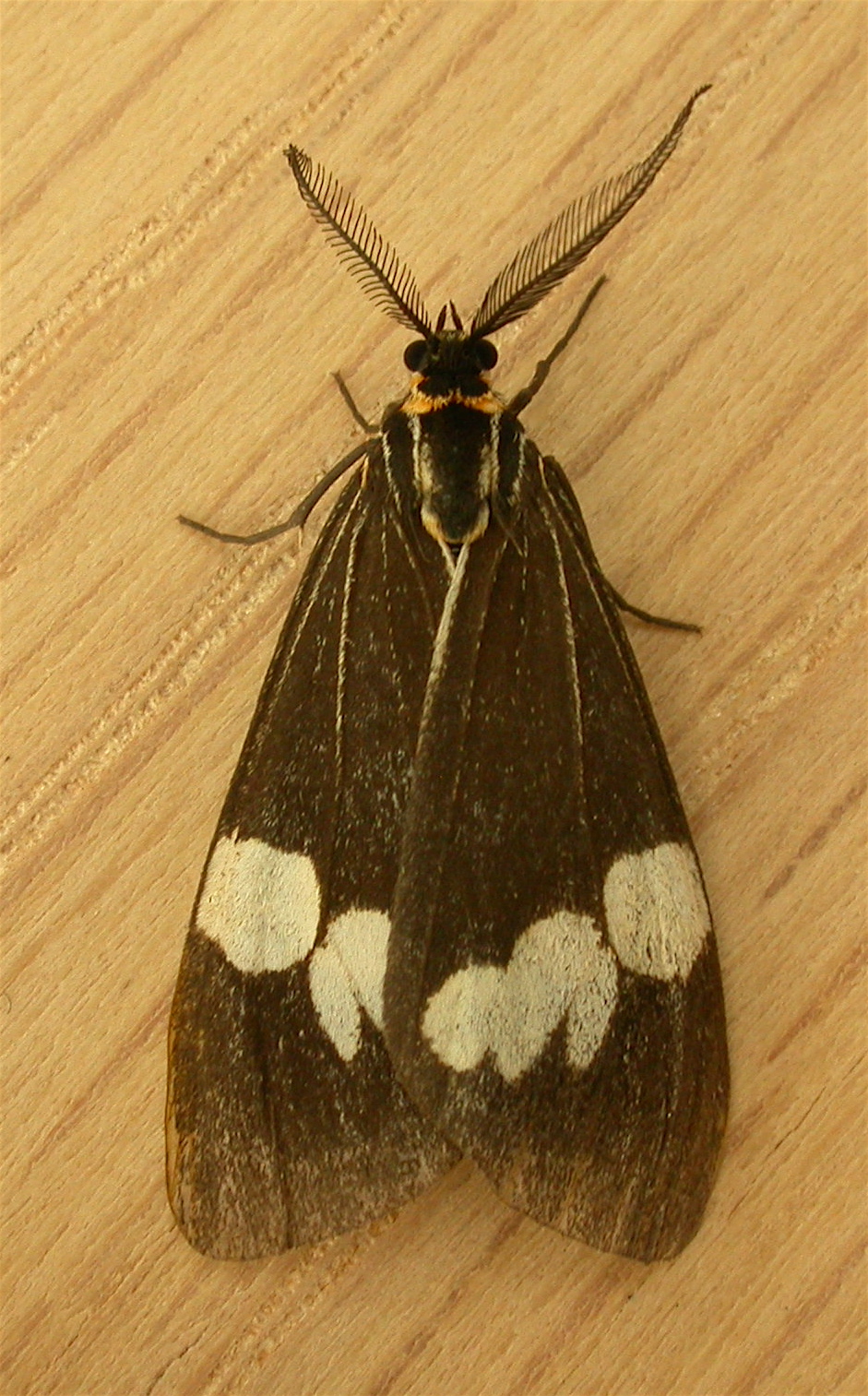 Photo of Australian magpie moth
