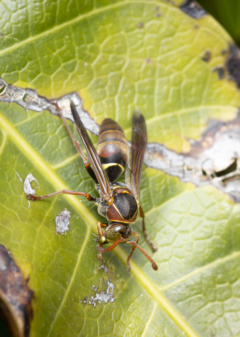 Photo of Australian paper wasp