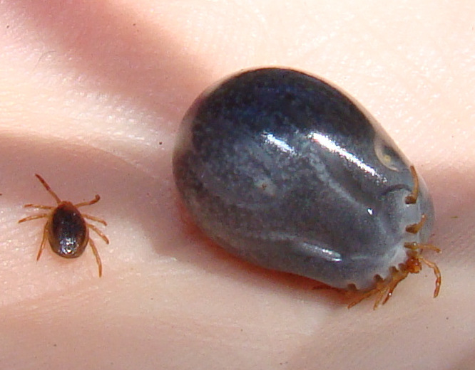 Photo of Australian paralysis tick