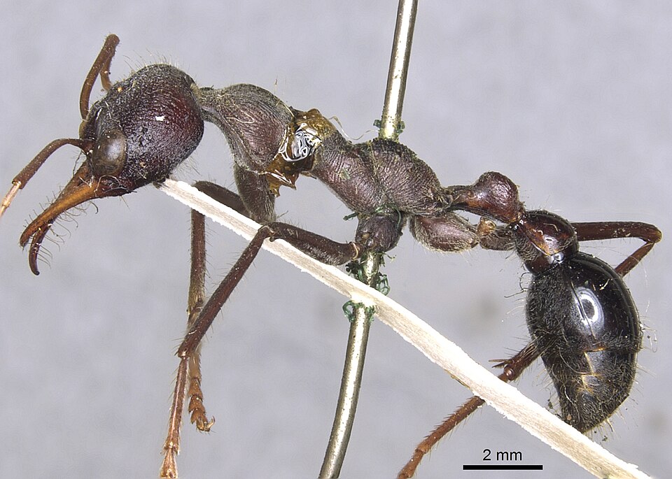 Photo of Australian red bull ant