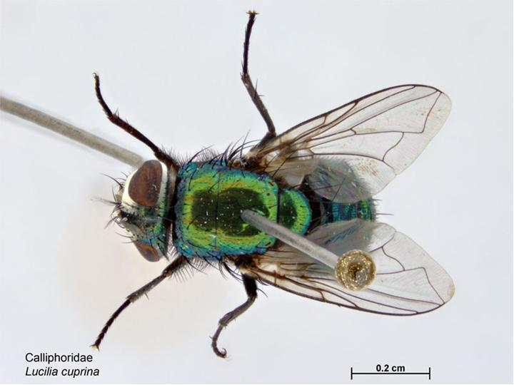 Photo of Australian sheep blowfly
