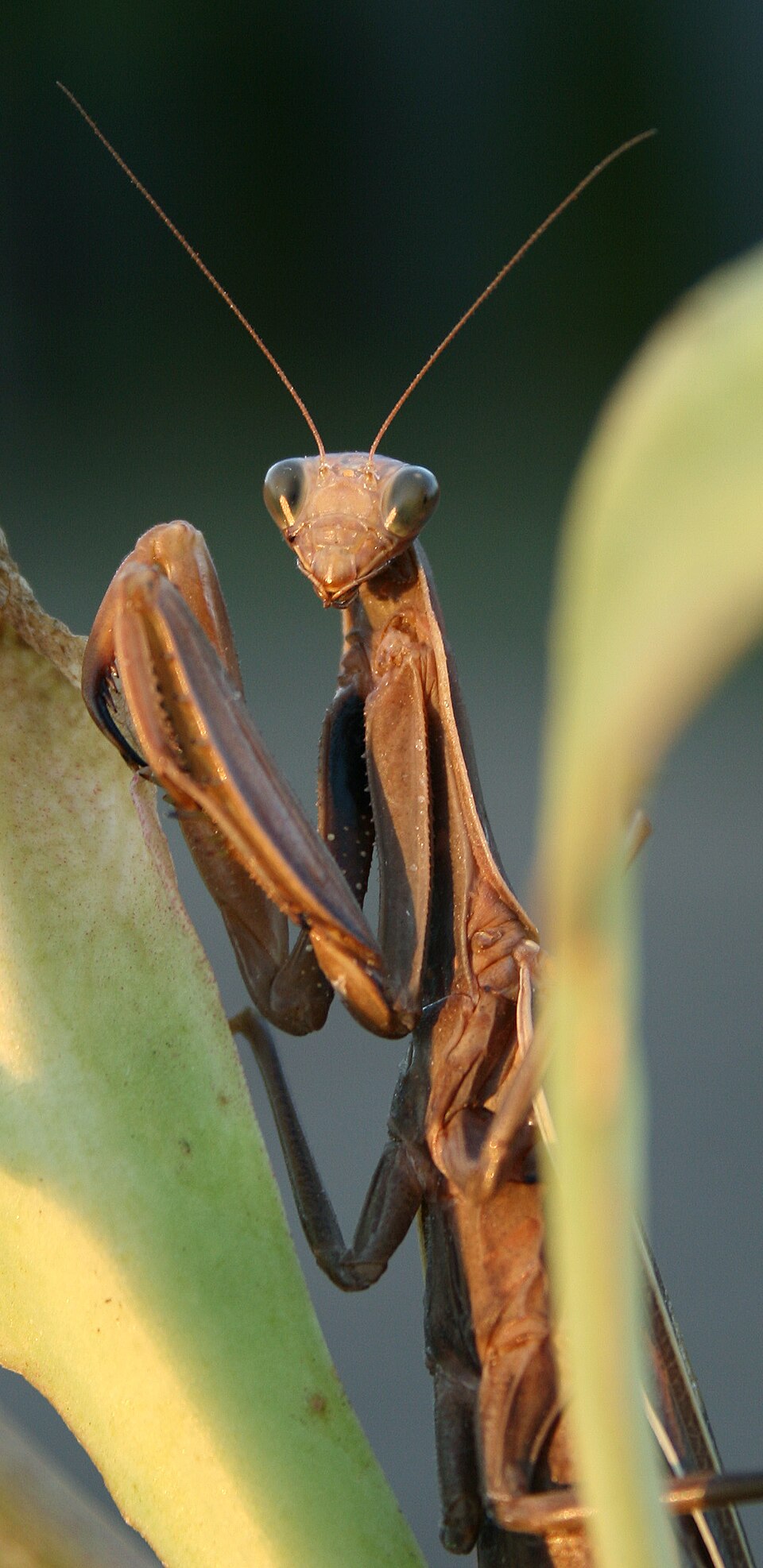 Photo of Australian stick mantis