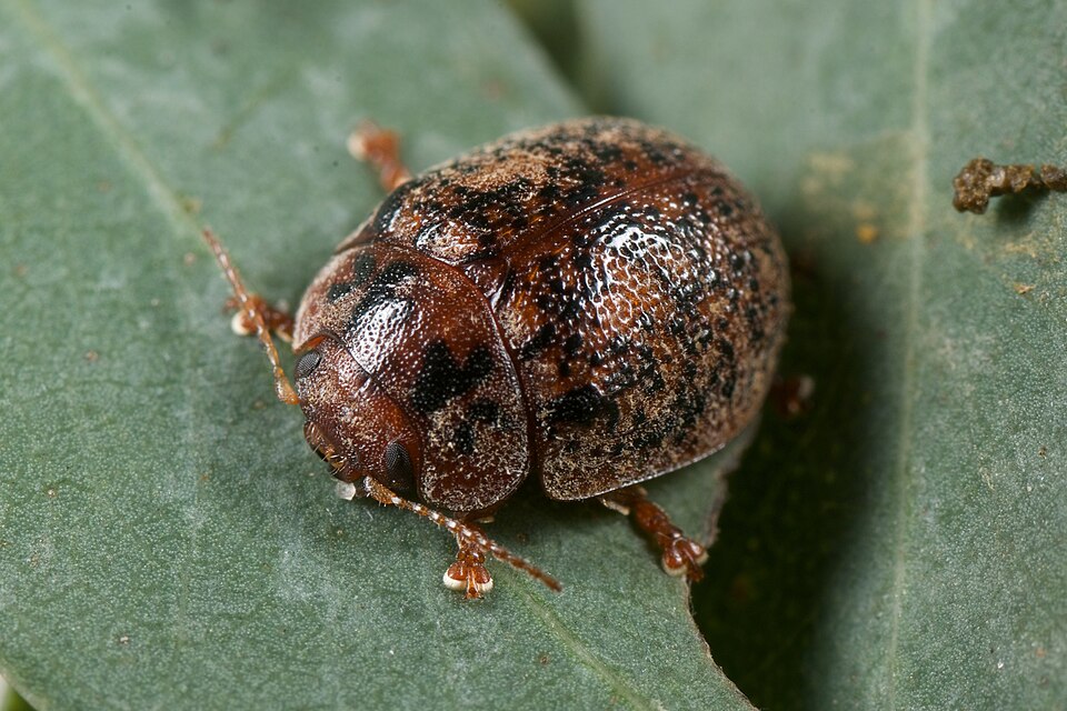 Photo of Australian tortoise beetle