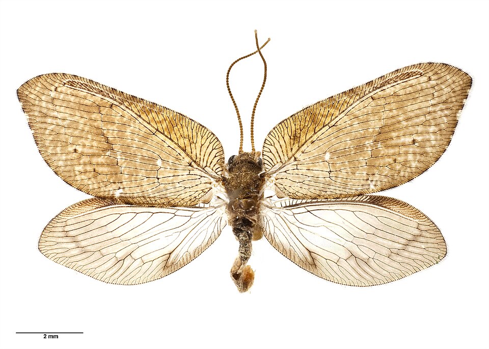 Photo of Australian variable lacewing