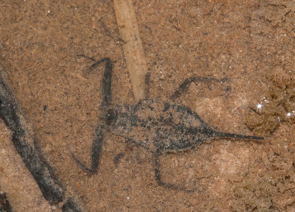 Photo of Australian water scorpion