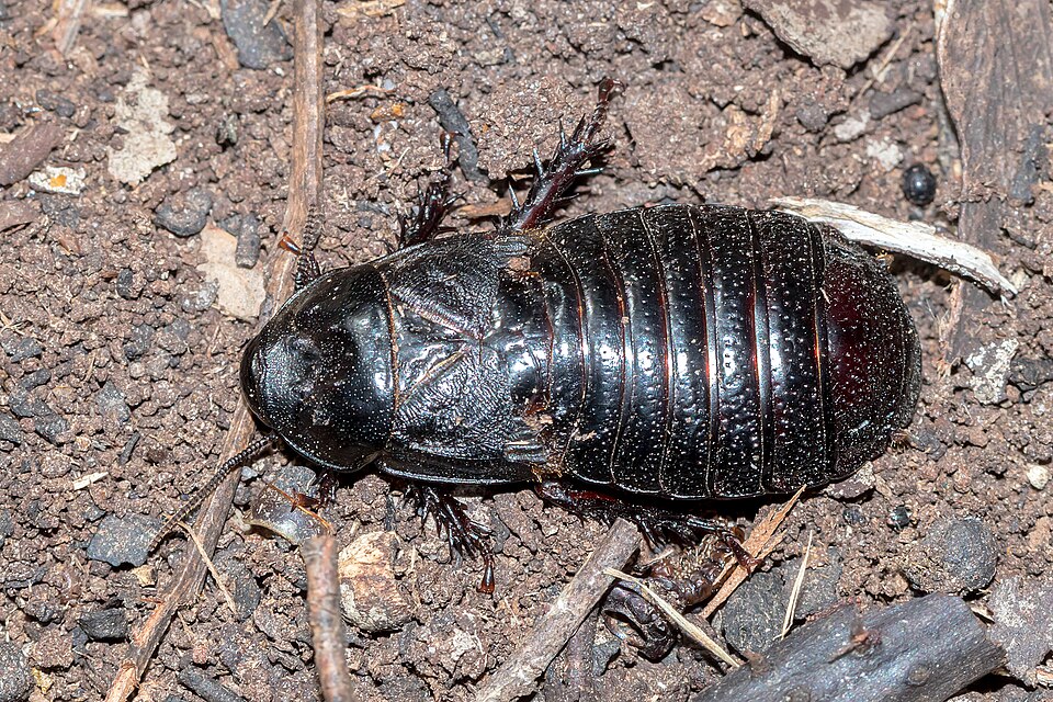 Photo of Australian wood cockroach