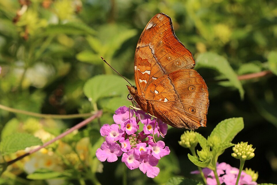 Photo of Autumn leaf
