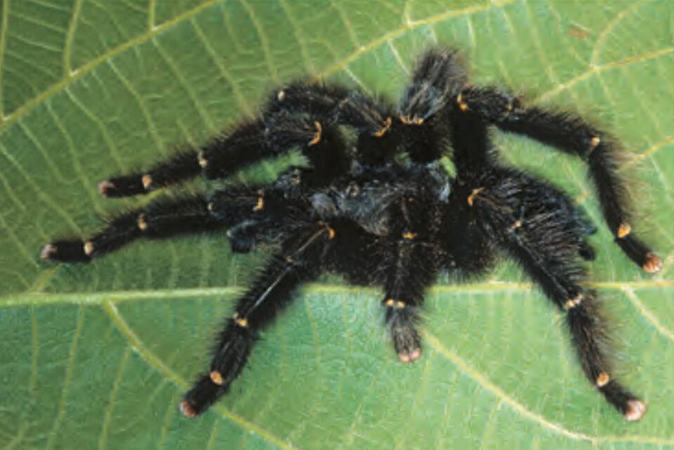 Photo of Yellow-banded pinktoe tarantula