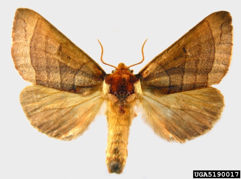 Photo of Azalea caterpillar moth