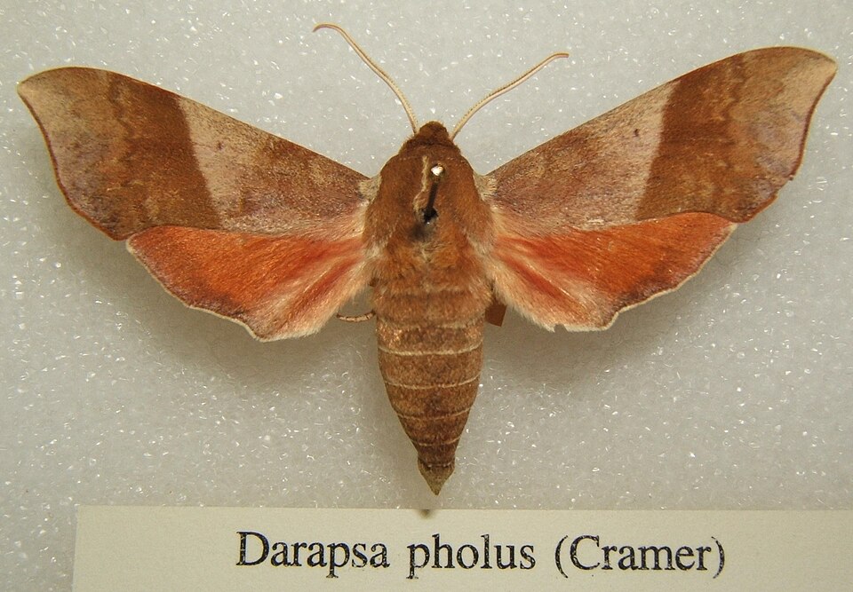 Photo of Azalea sphinx