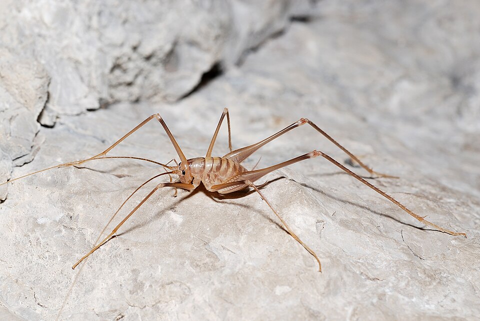 Photo of Azam's cave-cricket