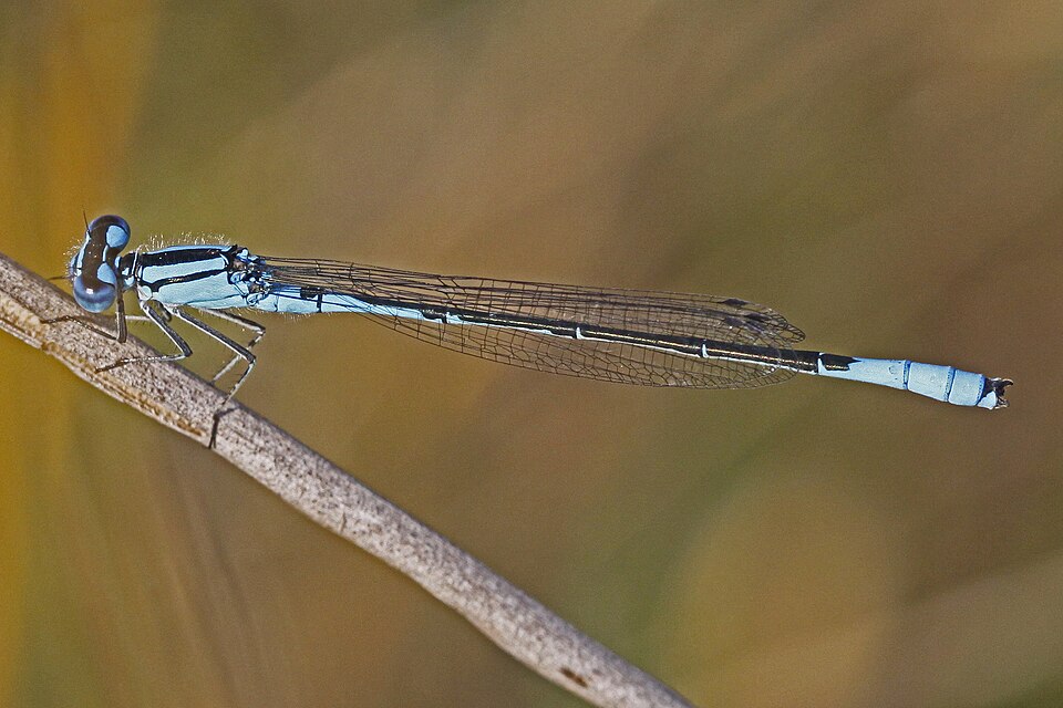 Photo of Azure bluet