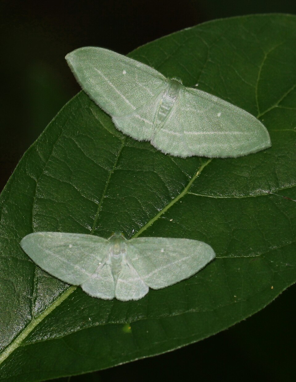 Photo of Bad-wing moth