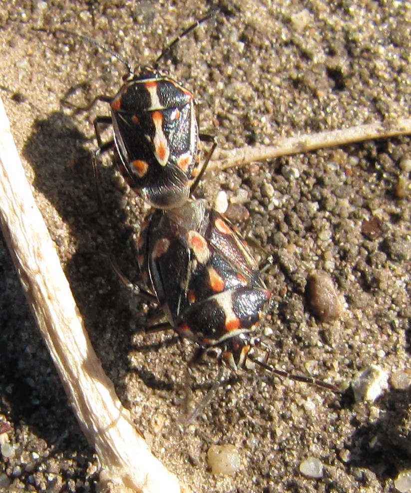 Photo of Bagrada bug