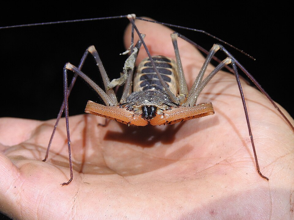 Photo of Baja whipspider