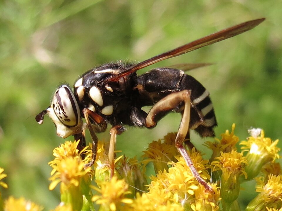 Photo of Bald-faced hornet fly