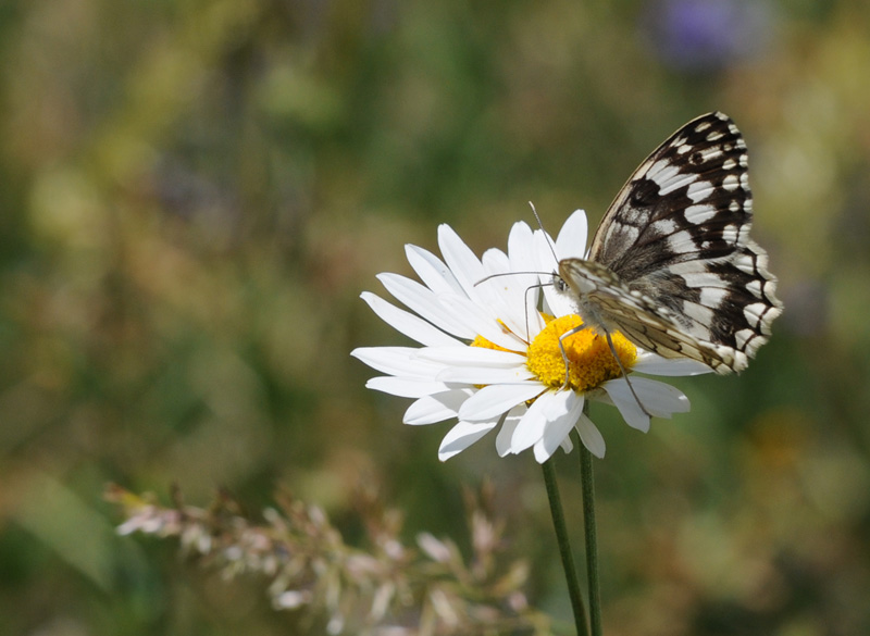 Photo of Balkan marbled white