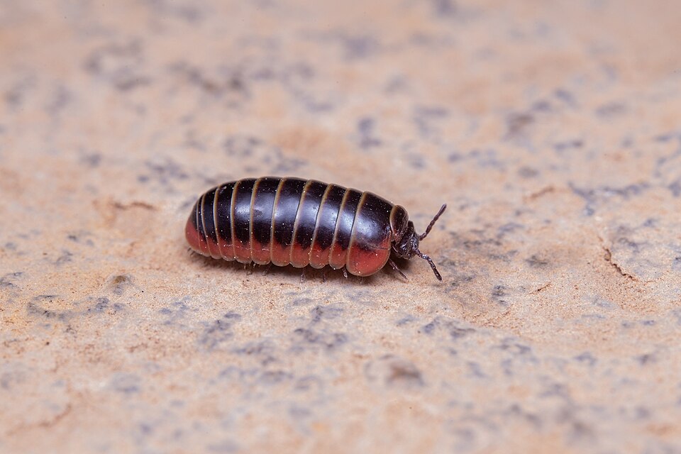 Photo of Balkan pill millipede