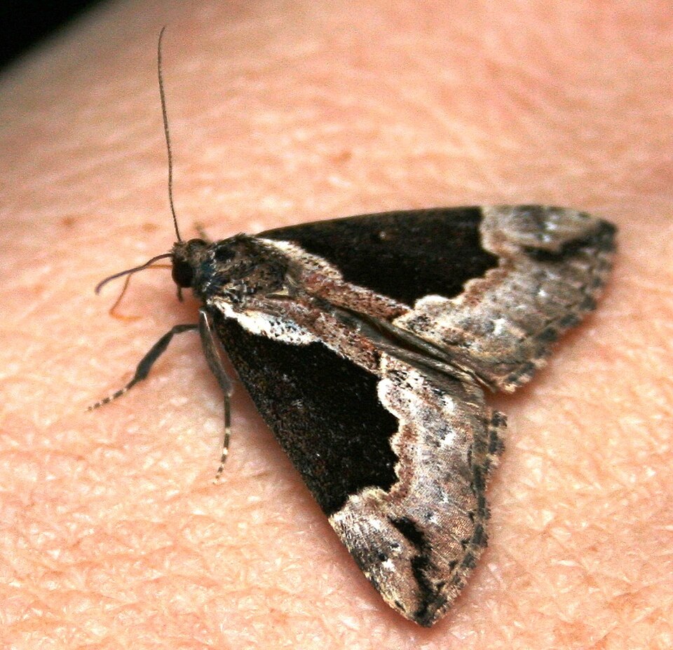 Photo of Baltimore snout