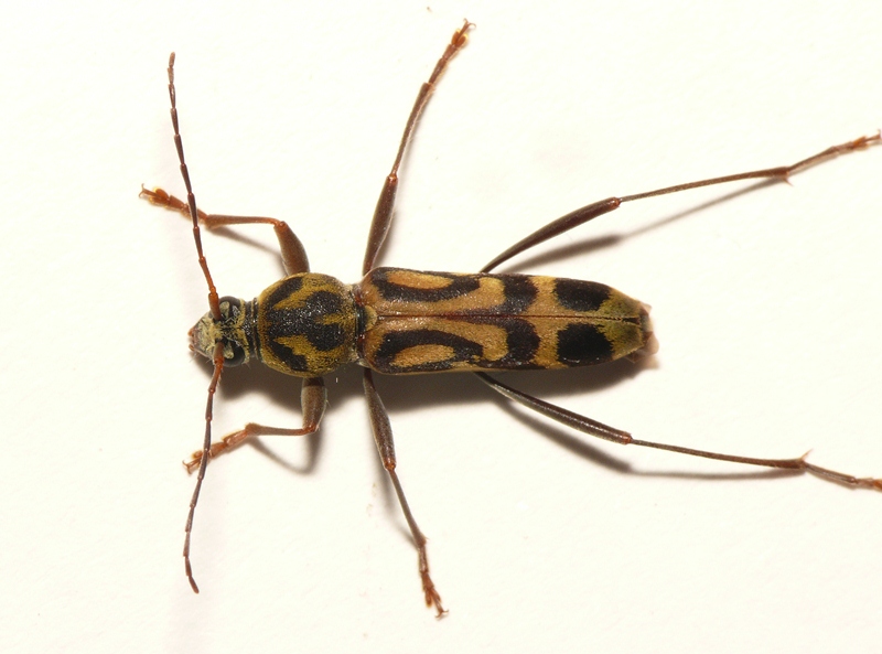 Photo of Bamboo tiger longhorn