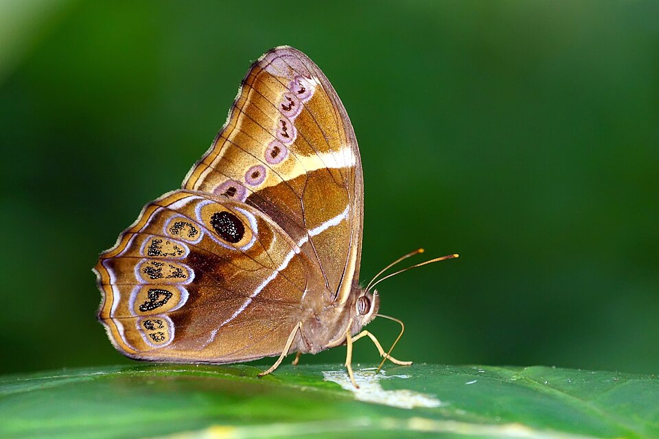 Photo of Bamboo treebrown