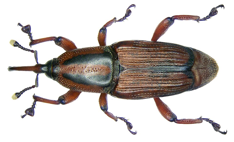 Photo of Banana stem weevil