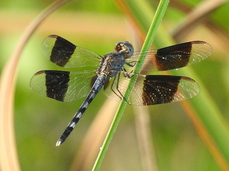 Photo of Band-winged dragonlet