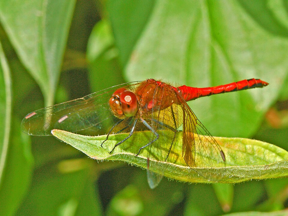 Photo of Band-winged meadowhawk