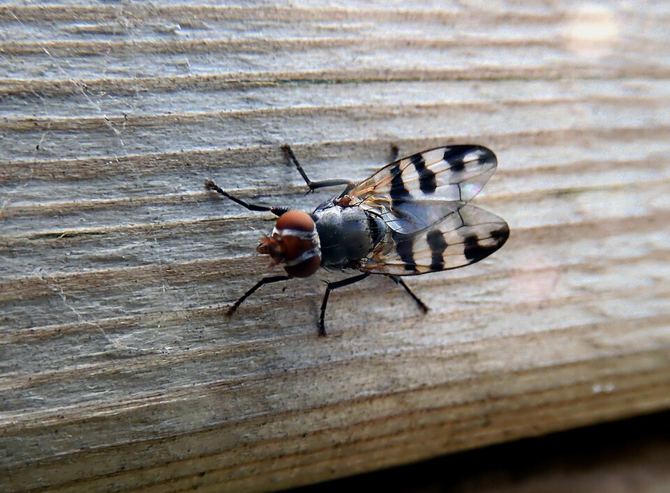 Photo of Band-winged wingwaver