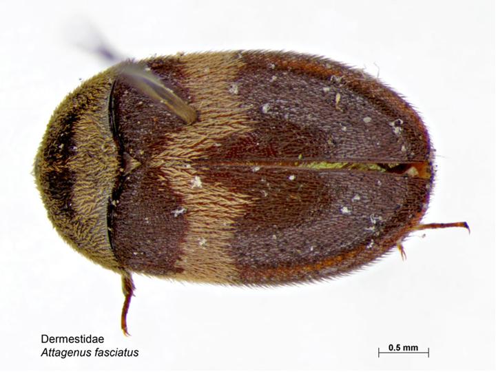 Photo of Banded black carpet beetle