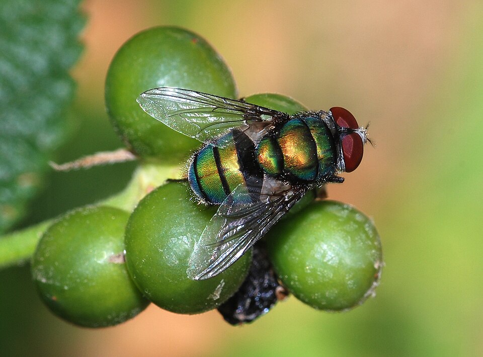 Photo of Banded blowfly