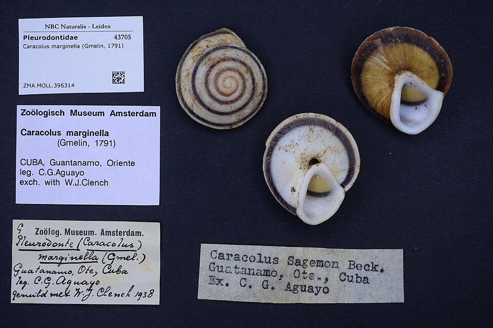 Photo of Banded caracol