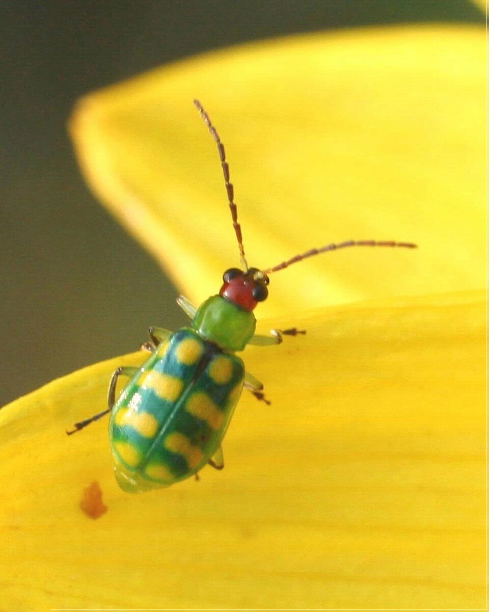 Photo of Banded cucumber beetle