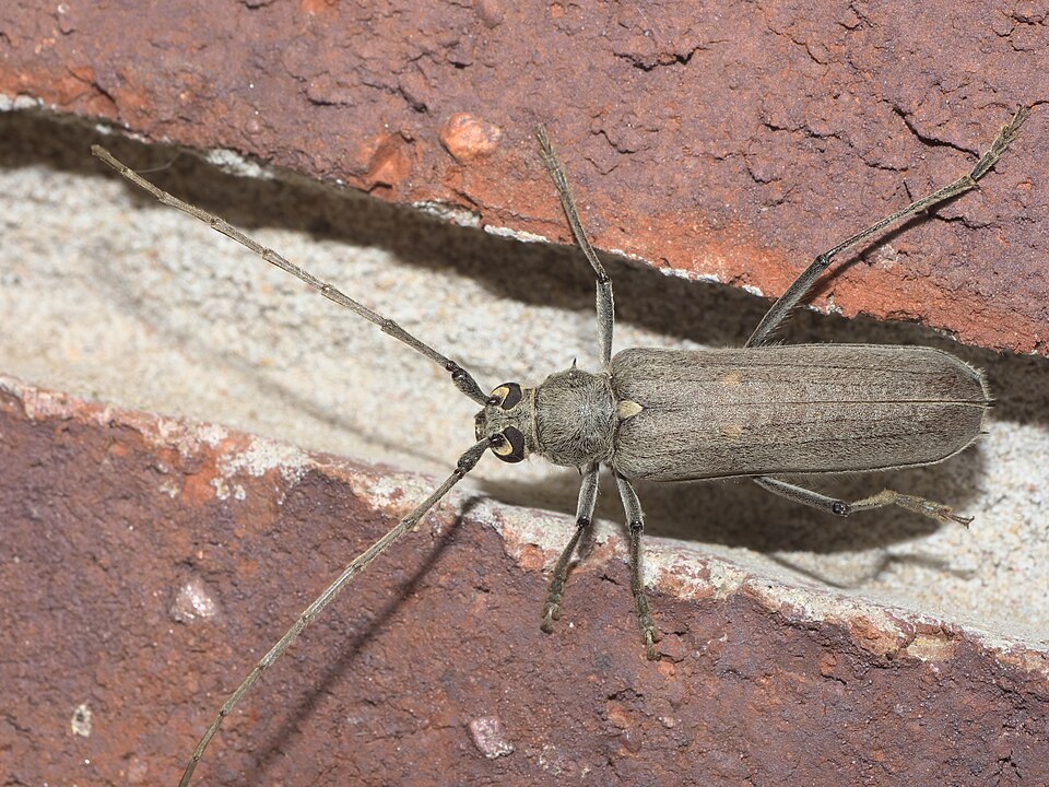Photo of Banded hickory borer