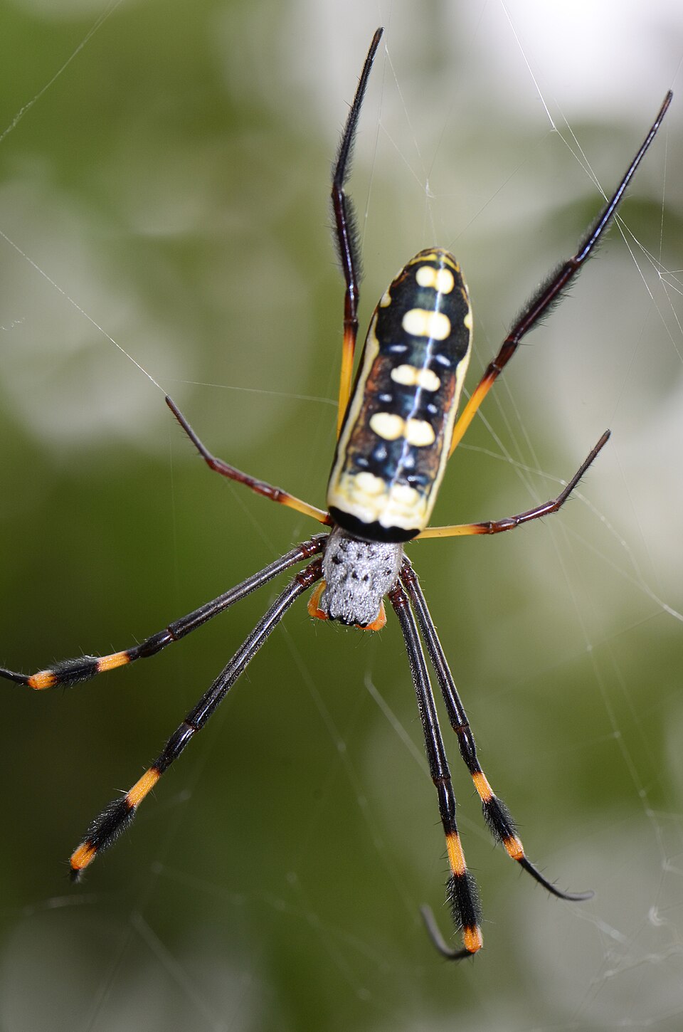 Photo of Banded-legged golden orb-web spider