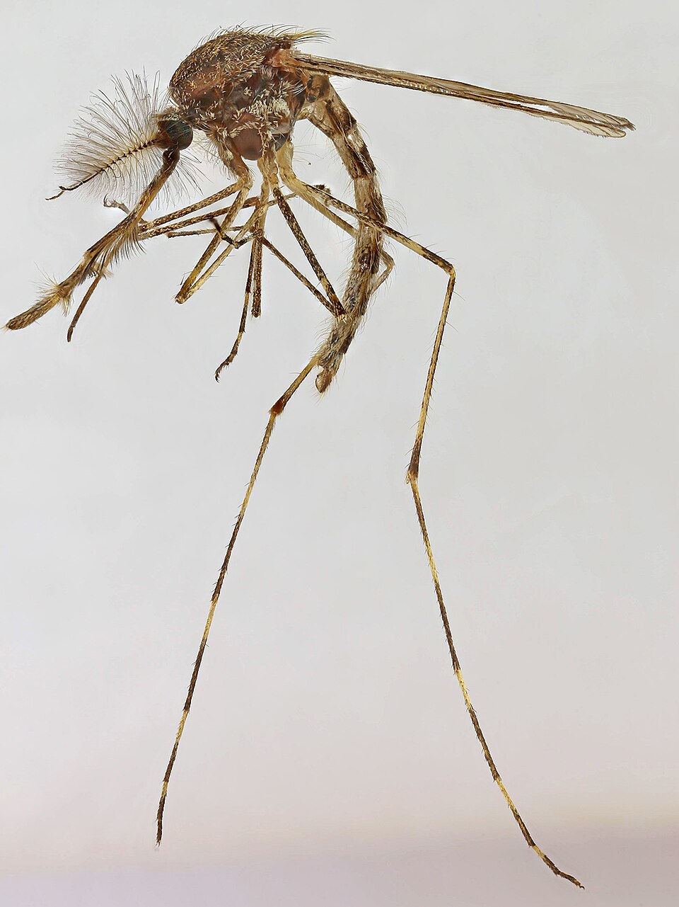 Photo of Banded mosquito