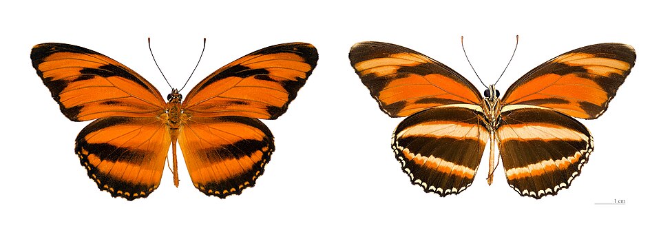 Photo of Banded orange heliconian