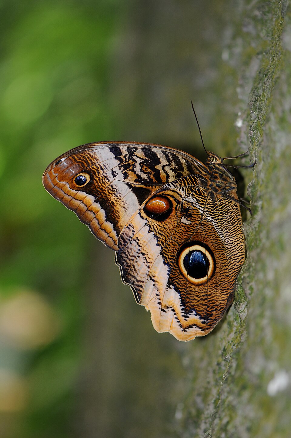 Photo of Banded owl-butterfly