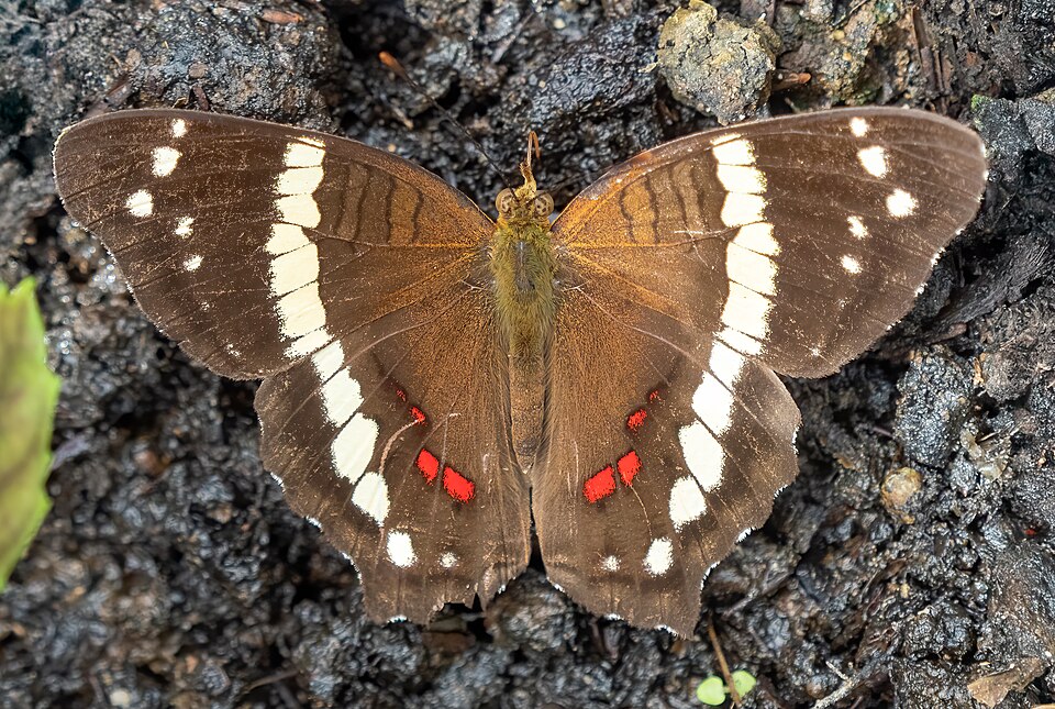 Photo of Banded peacock