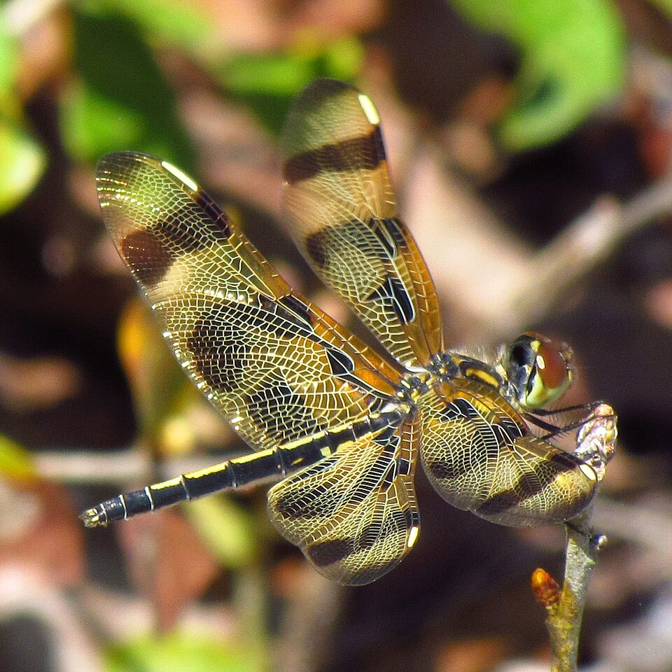 Photo of Banded pennant