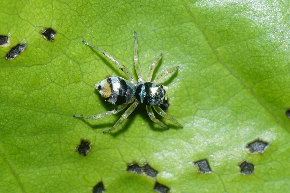 Photo of Banded phintella