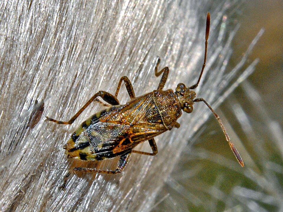Photo of Banded rhopalid