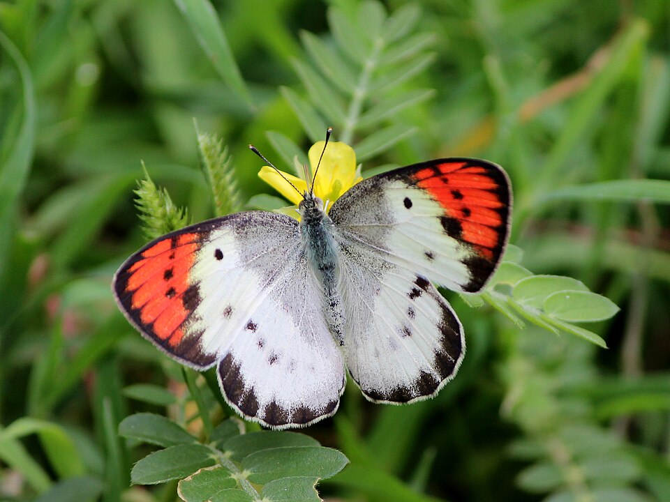 Photo of Banded scarlet tip