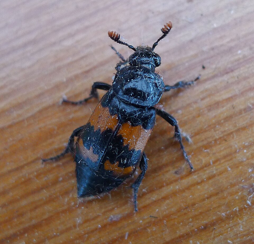 Photo of Banded sexton beetle