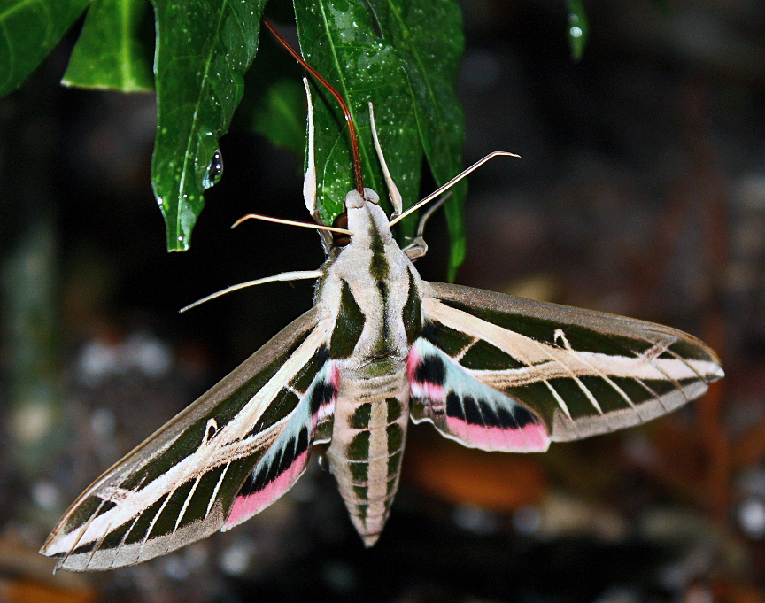 Photo of Banded sphinx