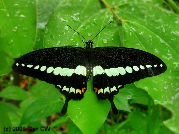 Photo of Banded swallowtail