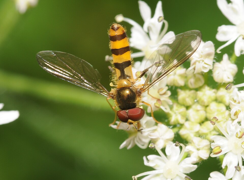 Photo of Banded thintail