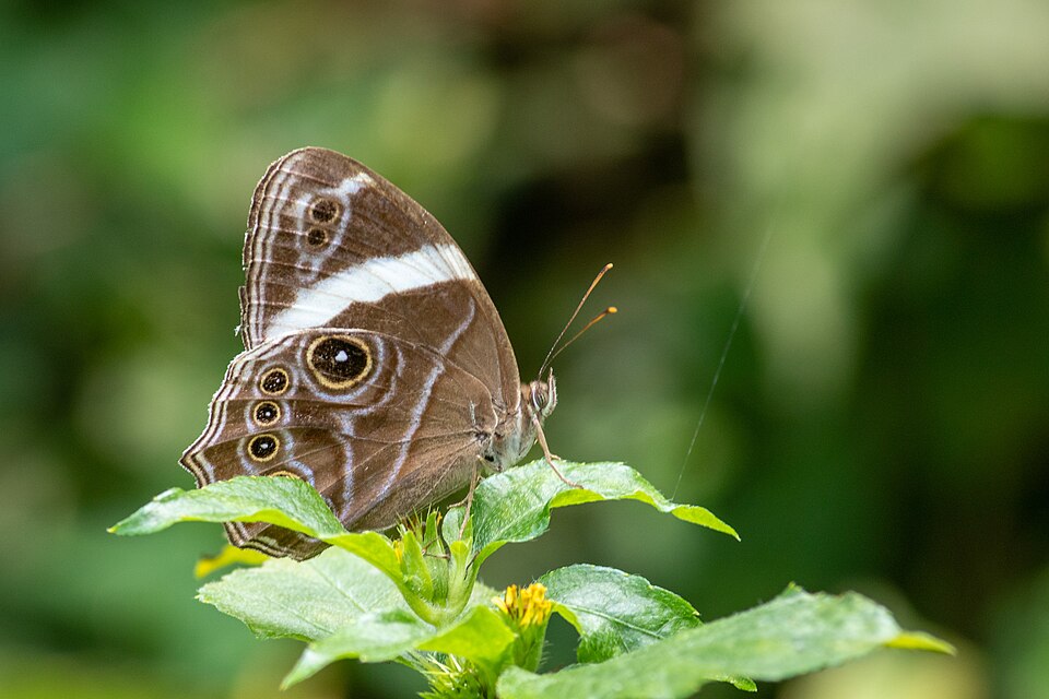 Photo of Banded treebrown